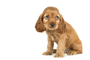 What to do - and what not to do - about a mistake, during puppy potty training What to do - and what not to do - about a mistake, during puppy potty training